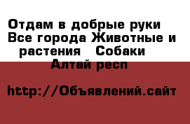 Отдам в добрые руки  - Все города Животные и растения » Собаки   . Алтай респ.